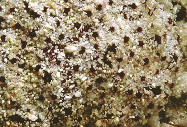Ascidian species